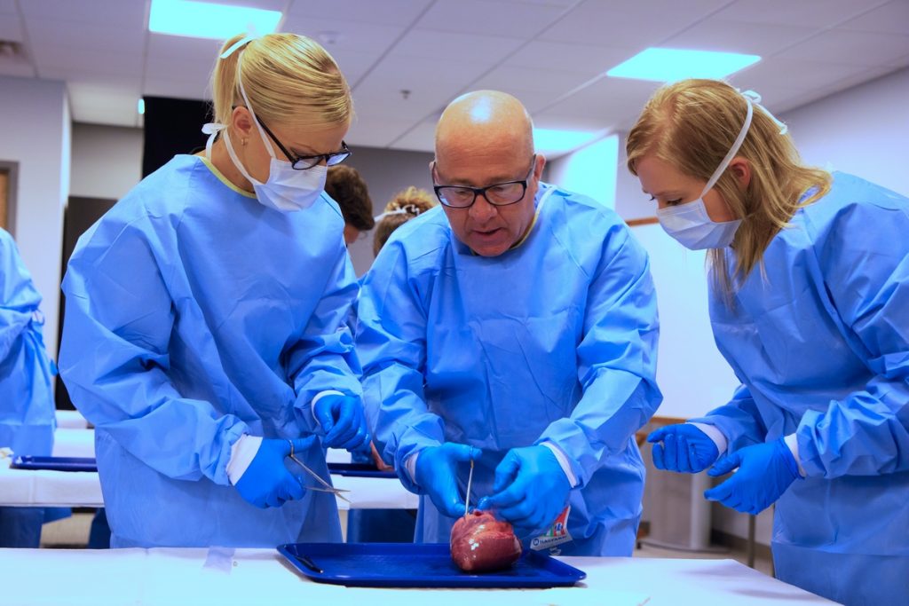 Male professor working with two female students as they dissect a pig's heart.
